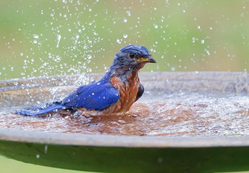 Shallow Water Sources With Easy Perching Spots