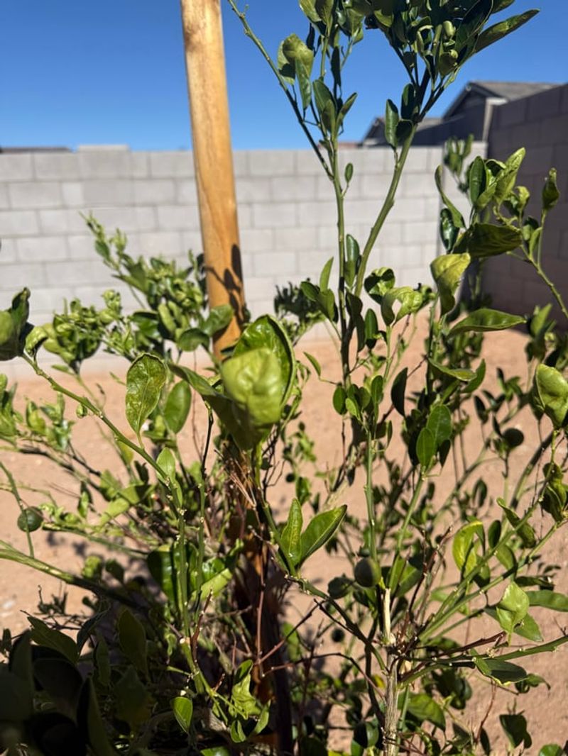 Shallow Watering Often Leads To Weaker Citrus Roots