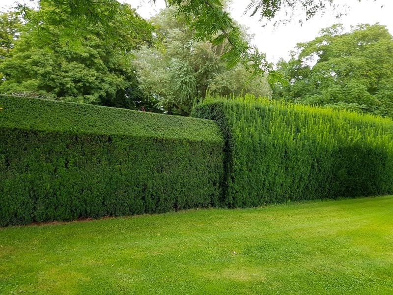 Shape Hedges When New Growth Fills In