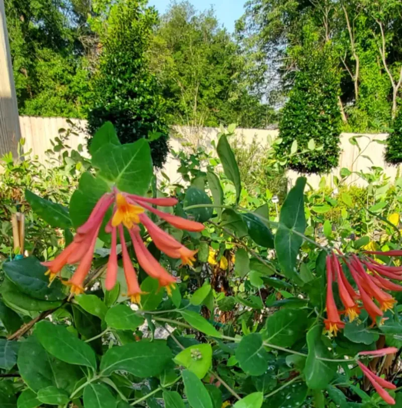 Shape Strong Stems As The Vine Fills In