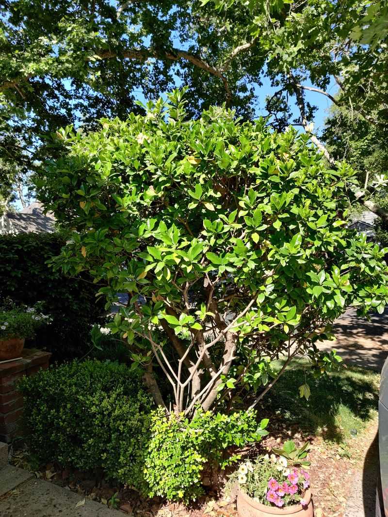 Shape The Shrub Before Next Year's Buds Begin