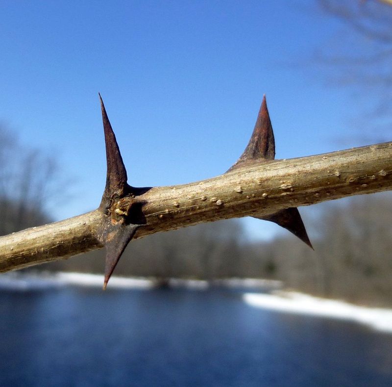 Sharp Thorns Add Another Problem