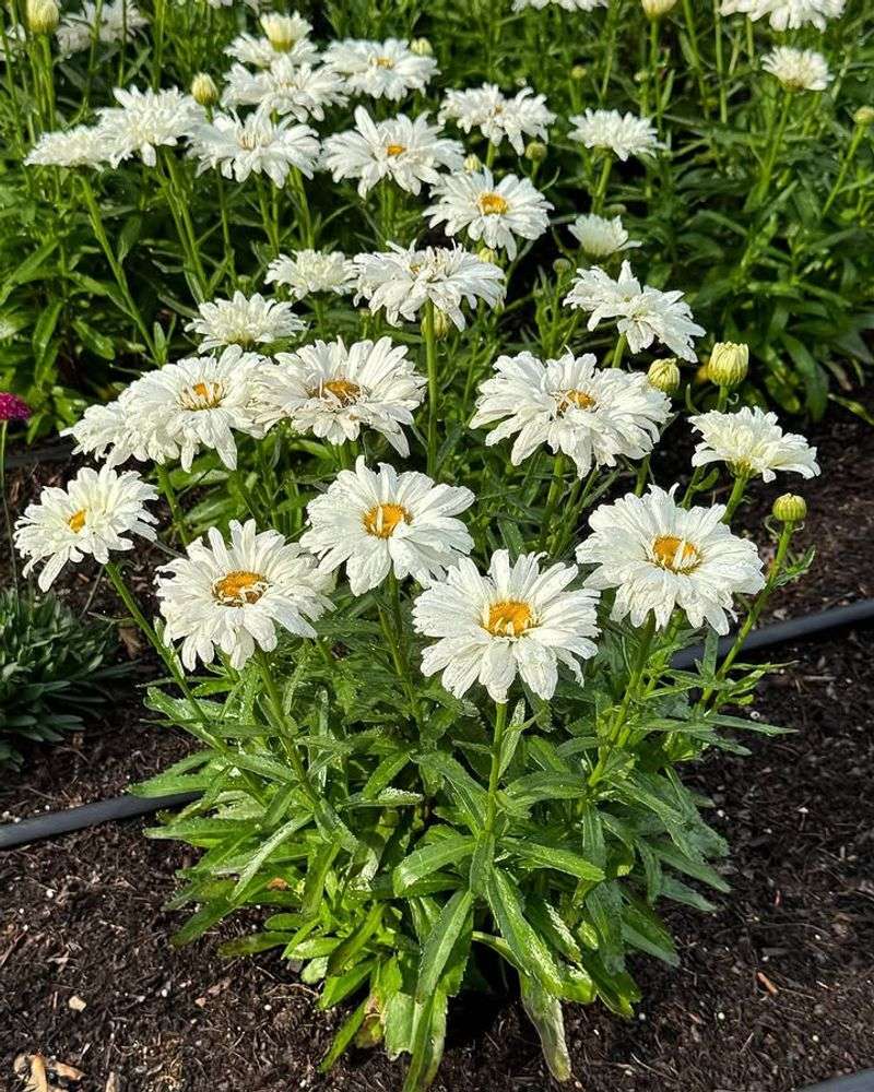 Shasta Daisies