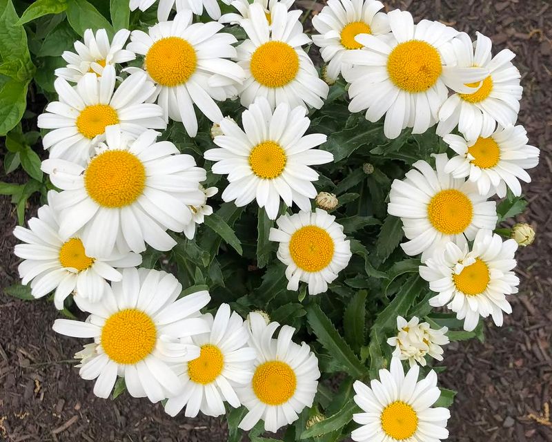 Shasta Daisies
