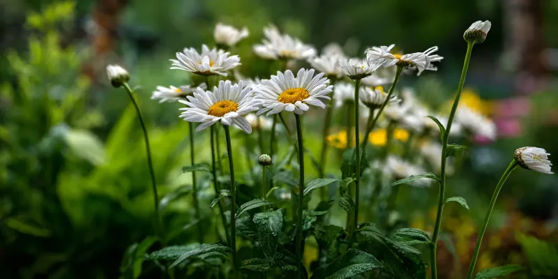 Shasta Daisies Deliver Clean And Timeless Blooms Shasta Daisies Deliver Clean And Timeless Blooms
