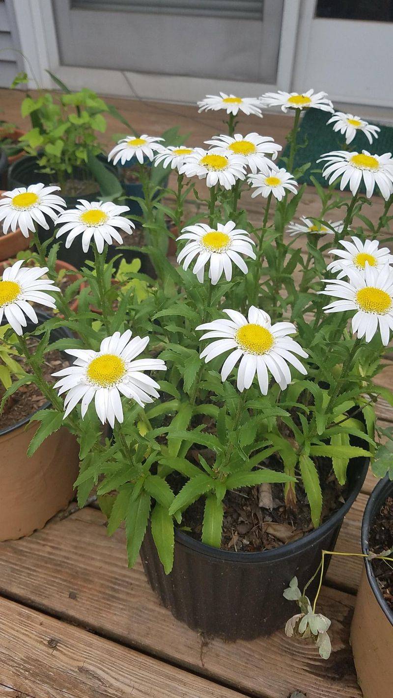 Shasta Daisies Recover Well From Thinning