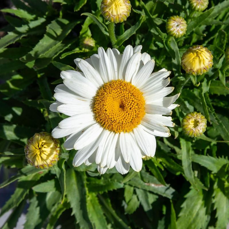 Shasta Daisies Usually Grow Fuller After Spring Splitting
