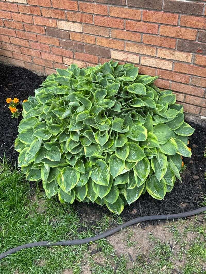 Hostas