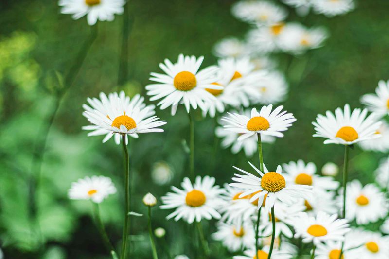 Shasta Daisy