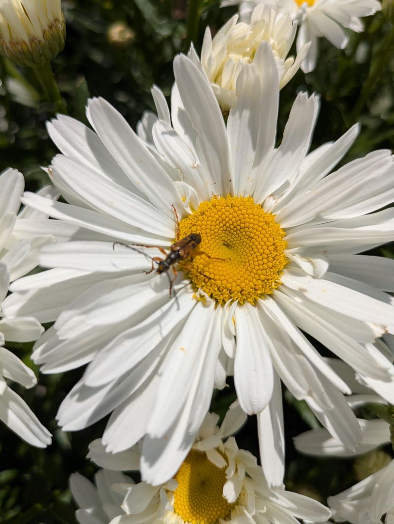 Shasta Daisy Brings Back Cheerful Color Each Year