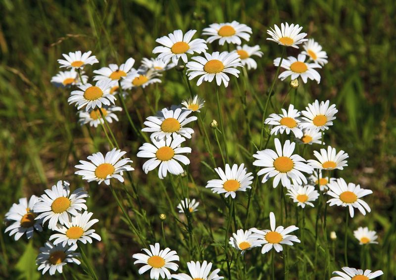 Shasta Daisy (Leucanthemum x superbum)