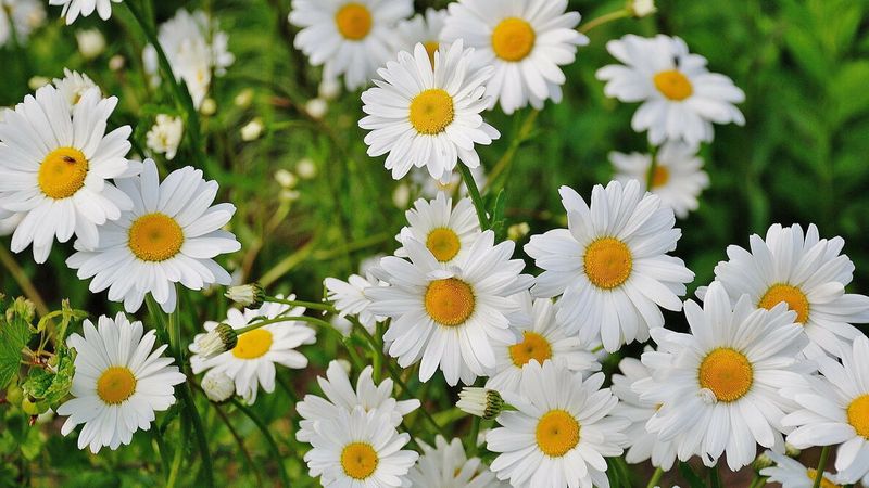 Shasta Daisy Looks Fresher After Flower Cleanup