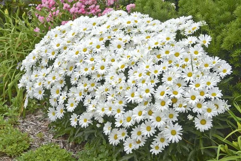 Shasta Daisy Shasta Daisy