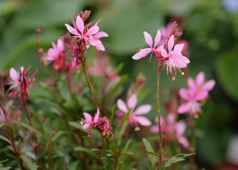 Shear Gaura Lightly When Blooms Slow Down