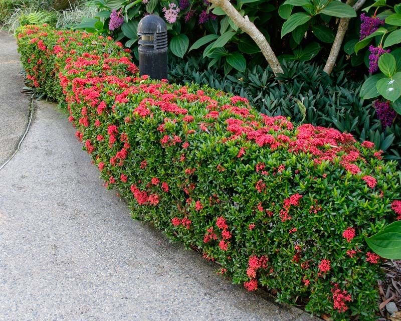 Shearing Ixora Like A Tight Hedge In May