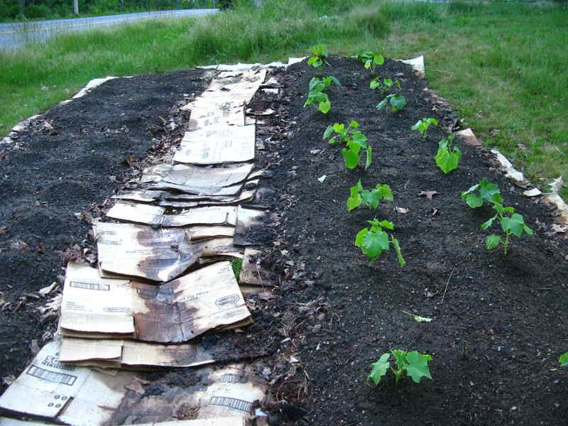 Sheet-Mulch Beds Can Use Coffee Grounds In Layers