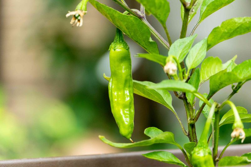 Shishitos Stay Reliable Through Summer Shishitos Stay Reliable Through Summer
