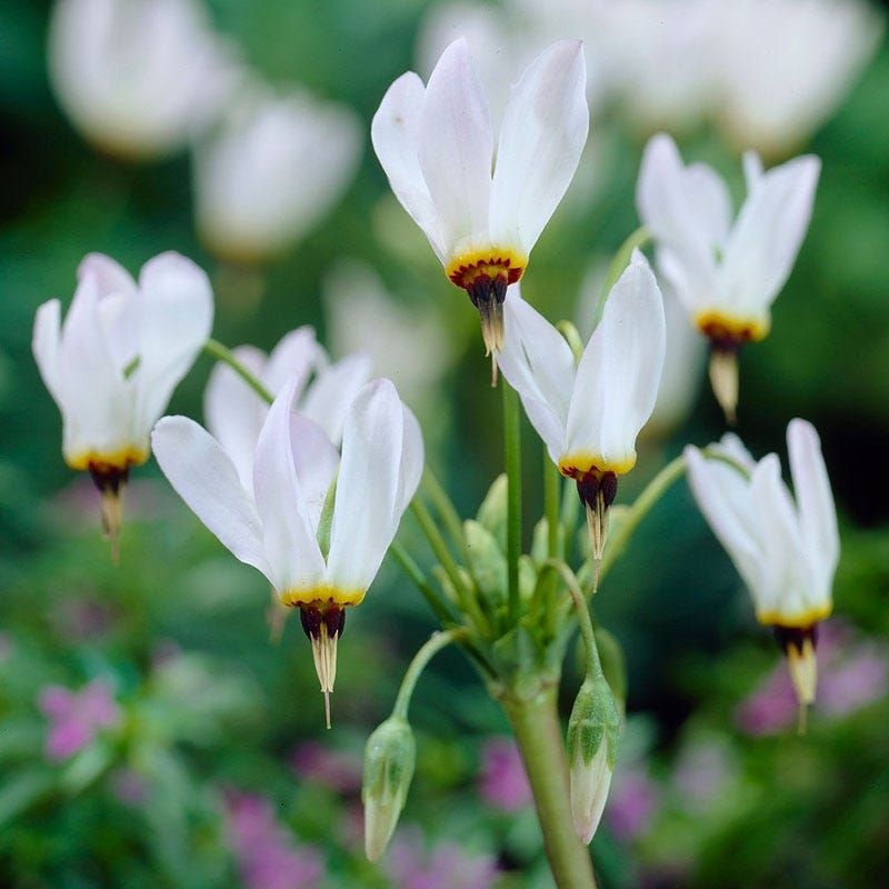 Shooting Star Is A True Michigan Native (Dodecatheon Meadia)