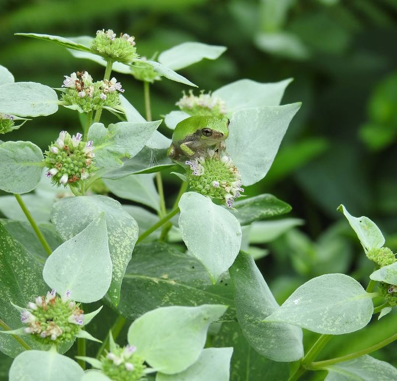Short-Toothed Mountain Mint