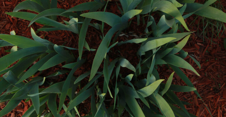 Should You Cut Back Oregon Iris Leaves After Flowering (Most People Do It Wrong)