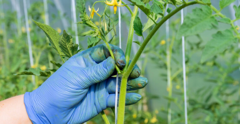 Should You Pinch Back New Growth In Spring In Florida