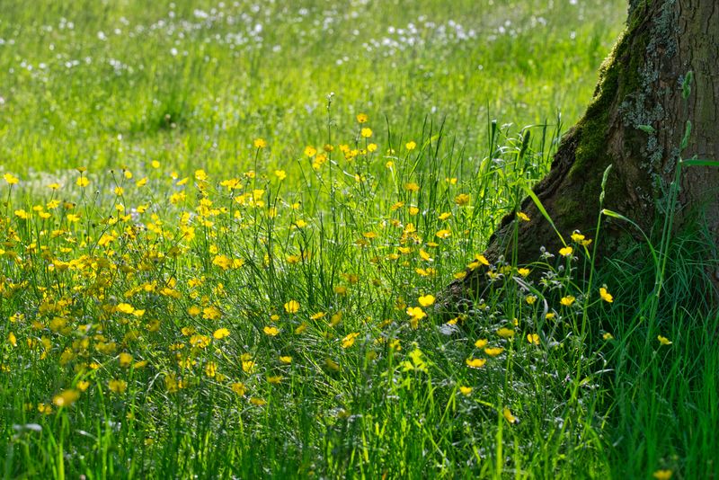 Should You Try No Mow May Next Year? Should You Try No Mow May Next Year?