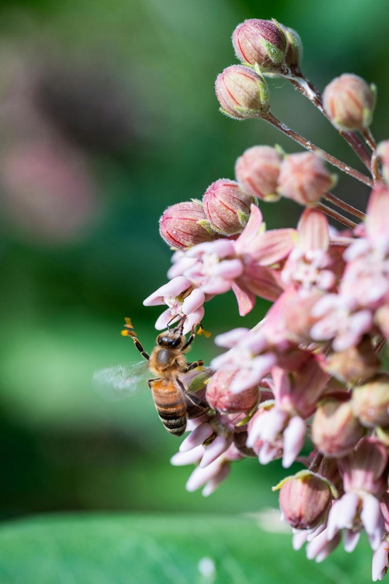 Showy Milkweed Delivers Every Time