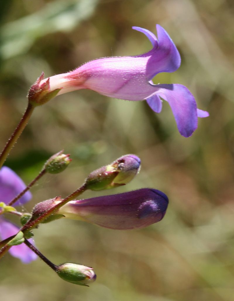 Showy Penstemon Showy Penstemon