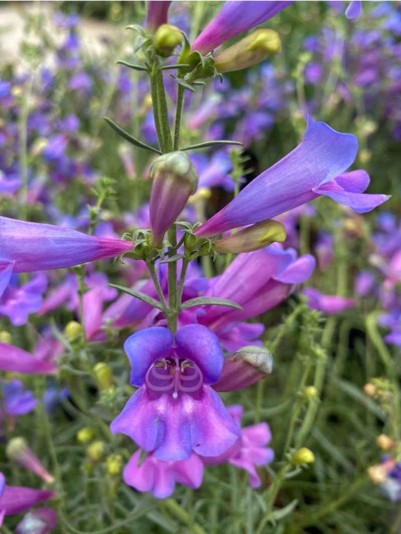 Showy Penstemon