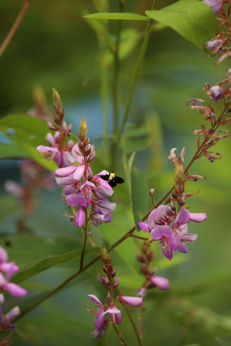 Showy Tick Trefoil (Desmodium canadense) Adds Nitrogen And Pollinator Value