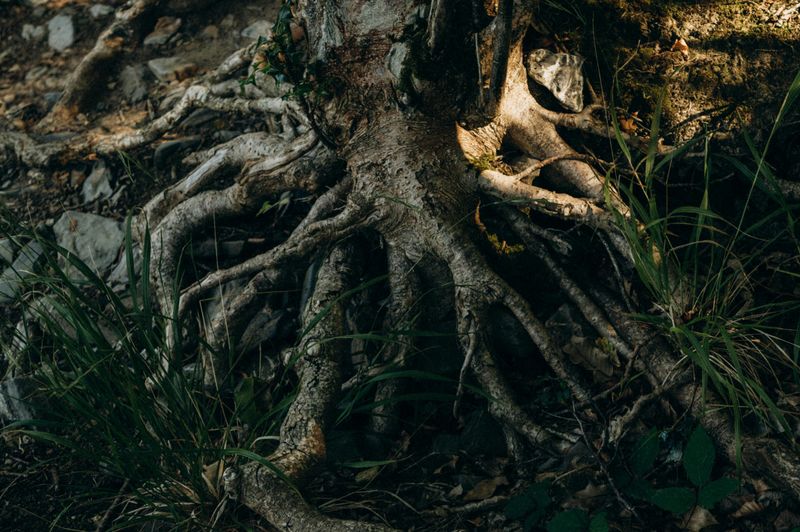 Shrub That Develops Aggressive Roots