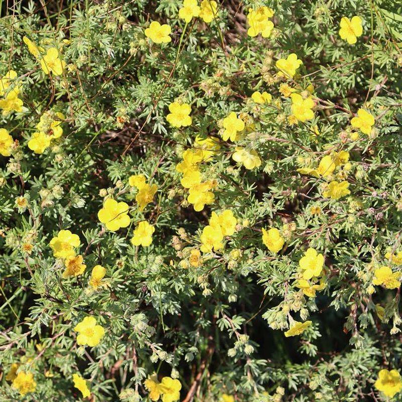 Shrubby Cinquefoil 