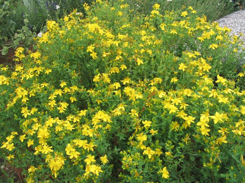 Shrubby St. John's-Wort Adds Bright Summer Color
