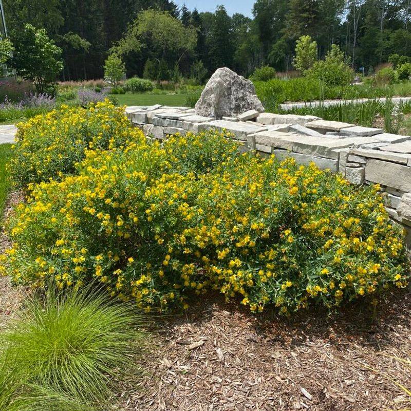 Shrubby St. John's Wort
