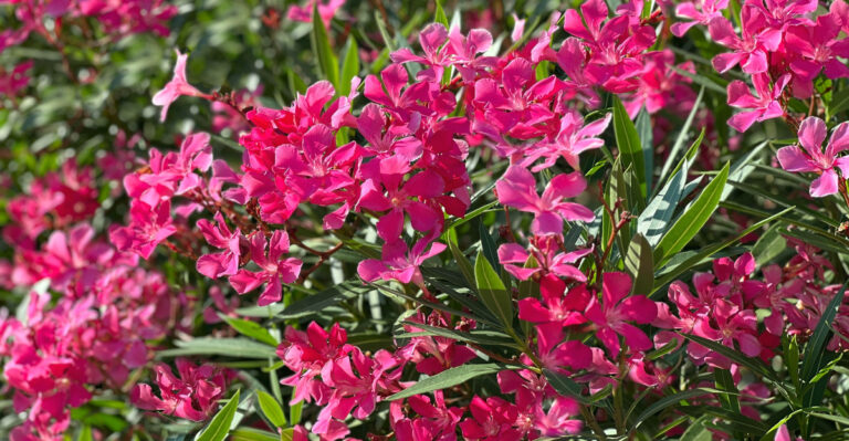 pink oleander