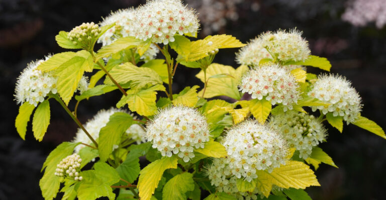 Shrubs Ohio Homeowners Are Planting Instead Of Arborvitae That Deer Won’t Touch