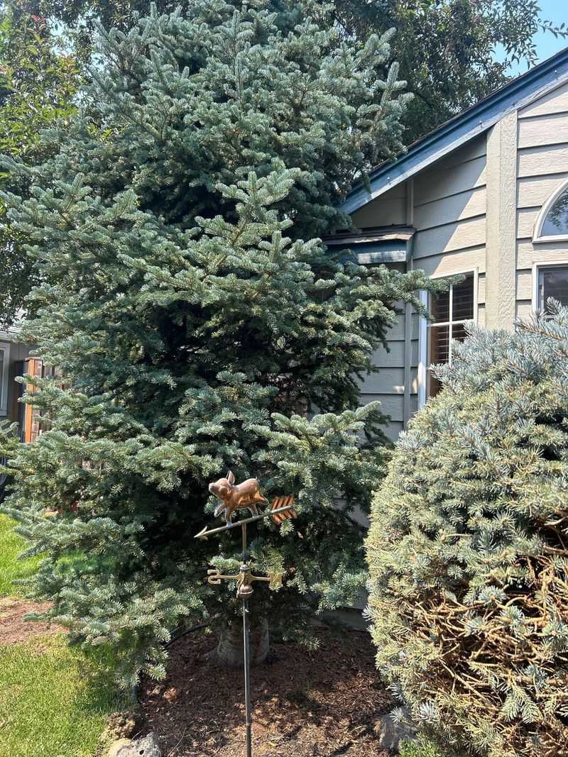 Shrubs Touching The House Should Be Cut Back