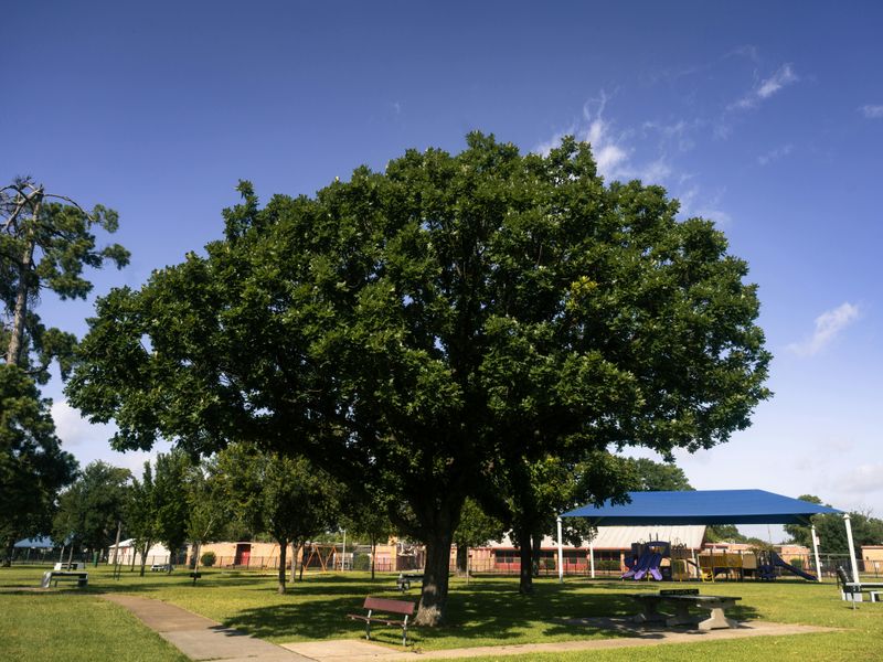 Shumard Oak