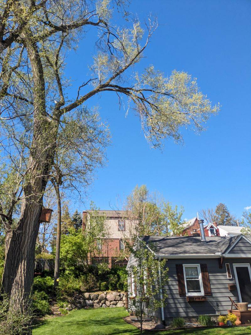 Siberian Elm 