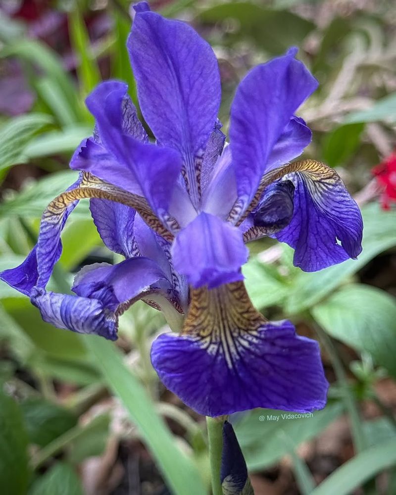 Siberian Iris