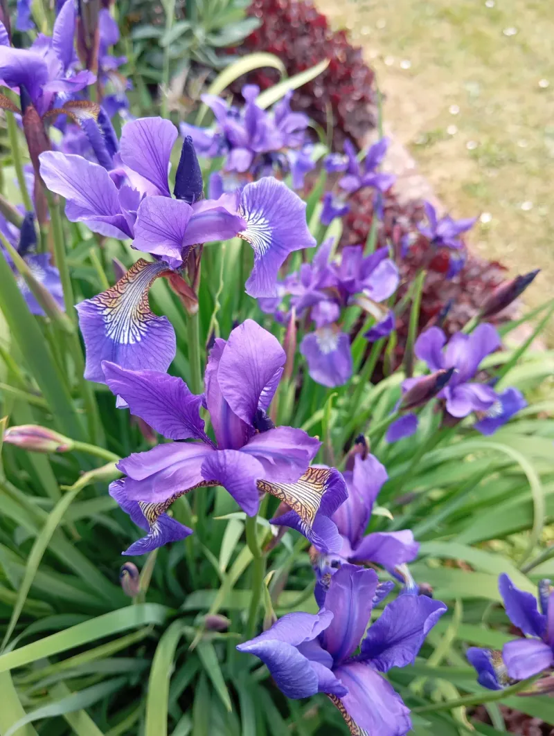 Siberian Iris Siberian Iris