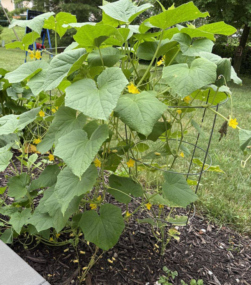 Side Shoots Can Reduce Airflow Around The Main Vine