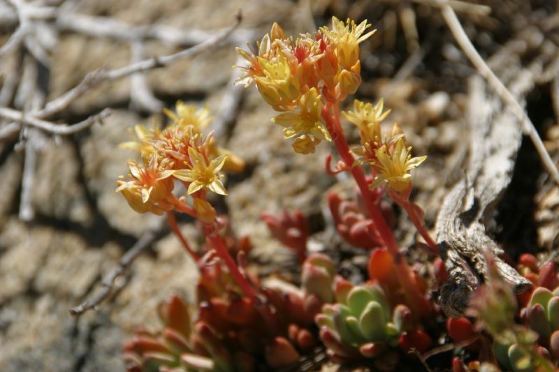 Sierra Stonecrop