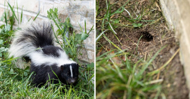 Signs A Skunk Has Been Visiting Your Arizona Yard At Night And How To Discourage It