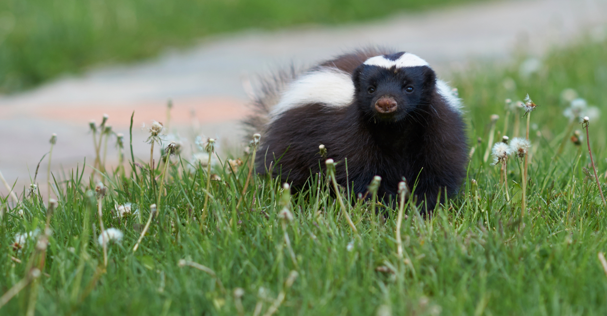 Skunk (featured image)
