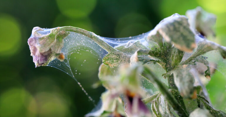 Signs California Plants Have Spider Mites Instead Of Heat Stress And What To Do About Each