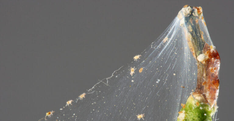 Signs Spider Mites Are Quietly Destroying South Carolina Gardens (And Drought Is Getting The Blame)