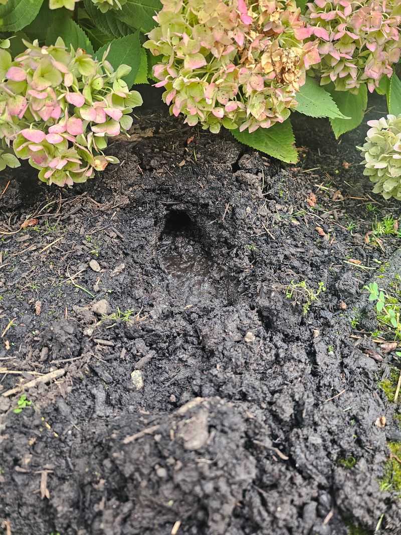 Signs You Have Moles, Not Gophers