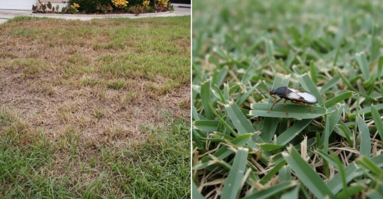 Signs Your California Lawn Has Chinch Bugs Instead Of Drought (And What To Do About It)