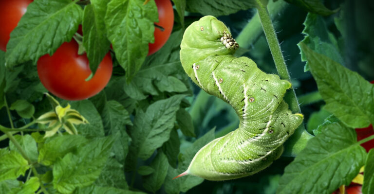 Signs Your California Tomatoes Have Hornworms Instead Of Disease And What To Do